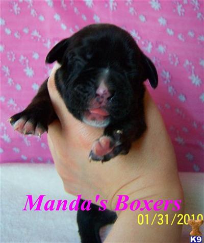 Boxer Puppies for Sale